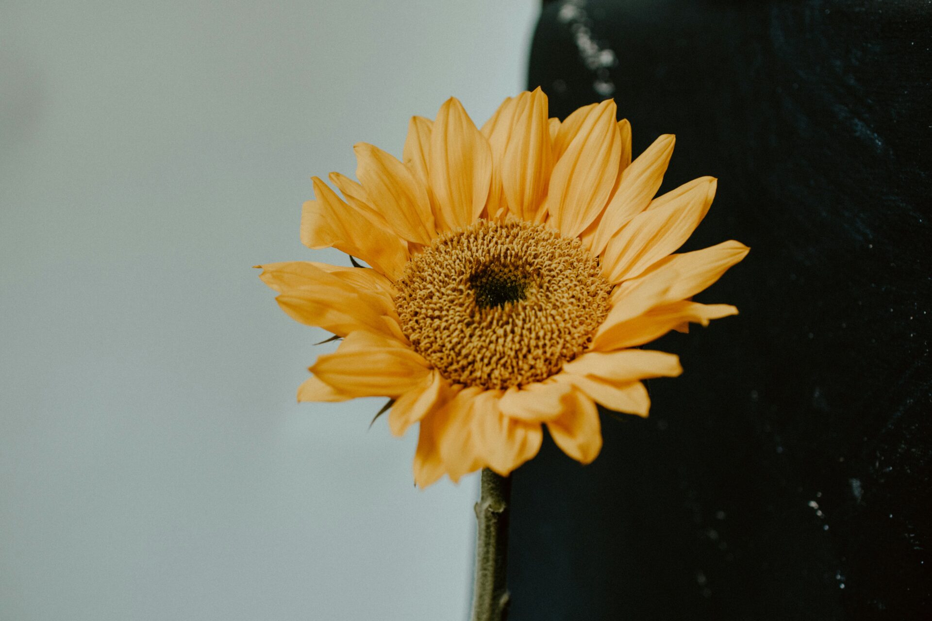 Sunflower placeholder